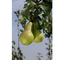Pyrus communis ´Concorde´ / Hruška zimná stĺpovitá, Dula A