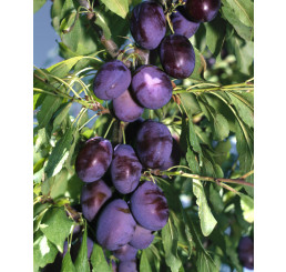 Prunus domestica ´Čačanská Najbolja´ / Slivka, myr.