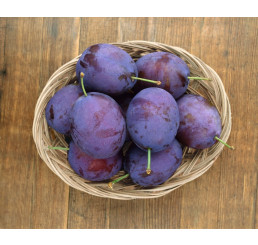 Prunus domestica ´Stanley´ / Slivka jesenná veľkoplodá, myr.