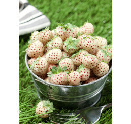 Fragaria ´White Pine´ / Ananásojahoda, bal. 2 ks, I.