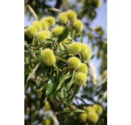 Castanea sativa ´Bojar´ / Gaštan jedlý, KT, 80-100 cm, C7