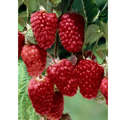Rubus fruticosus ´Tayberry Buckingham´ / Malinočernica, 20-30 cm, K11