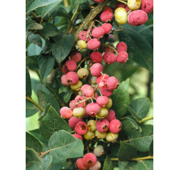 Vaccinium corymb. ´Pink Lemonade´ / Kanad. čučoriedka, 15-20 cm, K9