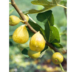 Ficus carica ´Mary Lane´ / Figovník, 30-40 cm, K12