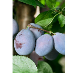 Prunus domestica ´Jojo´ / Slivka jesenná rezistentná, Wawit, 120/140, C7