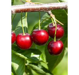 Prunus avium ´Summit´ / Čerešňa, Gisela 6