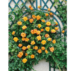 Rosa ´Clg. Sutter´s Gold´ / Ruža popínavá žltá, krík, BK