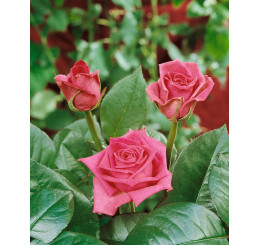 Rosa ´Jacaranda´ / Ruža čajohybrid, KMIENOK 120 cm, BK
