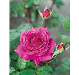 Rosa ´Eminence´ / Ruža čajohybrid lilavá fialová, krík, C2