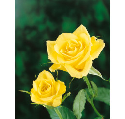 Rosa ´Golden Leader´ / Ruža čajohybrid žltá, krík, BK