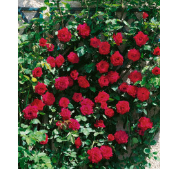Rosa ´Clg. Crimson Glory´ / Ruža popínavá červená, krík, BK