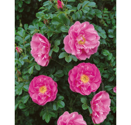 Rosa rugosa syn. villosa ´Karpatia´ / Ruža plodová, 60-80 cm, K11