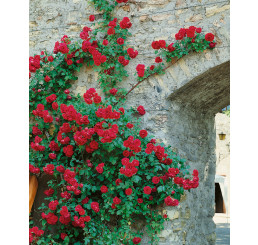 Rosa ´Clg. Paul Scarlet´ / Ruža popínavá červená, krík, BK