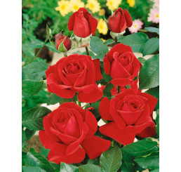 Rosa ´Mr. Lincoln´ / Ruža čajohybrid tmavočervená, krík, BK