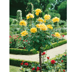 Rosa ´Casanova´ / Ruža čajohybrid, KMIENOK 120 cm, BK