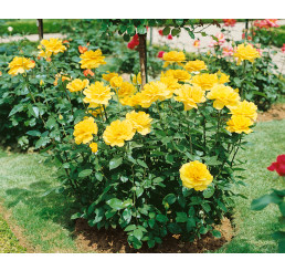 Rosa ´Casanova´ / Ruža čajohybrid žltá, krík, BK