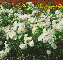 Rosa ´White  ´ / Ruža mnohokvetá biela, krík, BK