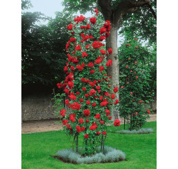 Rosa ´Clg. Paul´s Scarlet´ / Ruža popínavá, krík, C3