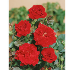 Rosa ´Clg. Don Juan´ / Ruža popínavá červená, krík, BK
