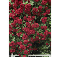 Rosa ´Clg. Crimson Glory´ / Ruža popínavá červená, krík, C2