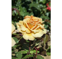 Rosa ´Consul´ / Ruža čajohybrid oranžová, krík, C3