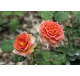 Rosa ´Animo´ / Ruža mnohokvetá oranžová, krík, BK