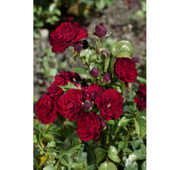 Rosa ´Lavaglut´ / Ruža mnohokvetá červená, krík, BK