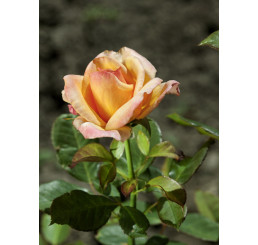 Rosa ´Consul´ / Ruža čajohybrid oranžová, krík, C3