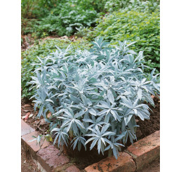 Artemisia ludoviciana 'Valerie Finnis' / Palina , K11