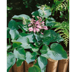Hosta ´Blue Cadet´ / Hosta / Funkia, K9