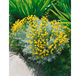 Santolina cham. ´Yellow Buttons´ / Santolina cypruštekovitá, K9