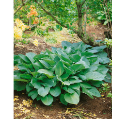 Hosta ´Big Daddy´ / Hosta / Funkia, K14