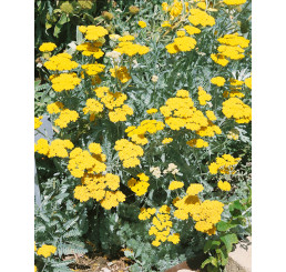 Achillea hybride ´Moonshine´ / Rebríček, C1,5