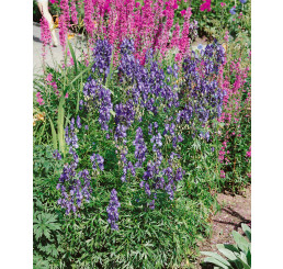 Aconitum napellus / Prilbica, K9
