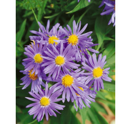 Aster dumosus ´Prof. Kippenberg´ / Astra krovinatá modrá, K9
