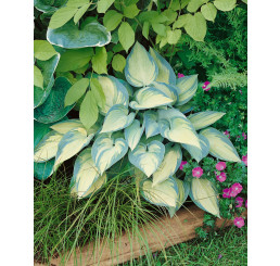 Hosta 'June' ® (× tardiana) , C2