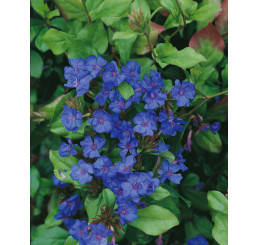 Ceratostigma plumbaginoides / Rohoblizník olovníkovitý, K9