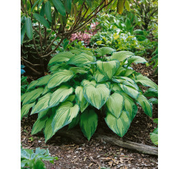 Hosta fortunei ´Albopicta´ / Hosta / Funkia, K14