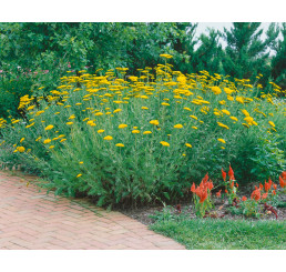 Achillea filipendulina ´Parker´s Variety´, C1,5