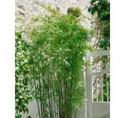 Fargesia (Arundinaria) murielae / Záhradný bambus, 100-125 cm, C10