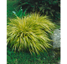 Hakonechloa macra ´Aureola´ / Hakonechloa, mladá r., K9