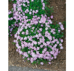 Phlox subulata ´Emerald Cushion Blue´ / Flox šidlolistý, K9