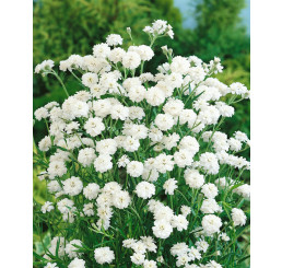 Achillea ptarmica ´The Pearl´ / Rebríček, K9