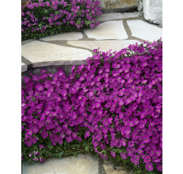 Aubrieta hybrid ´Royal Red´ / Tarička, C1,5