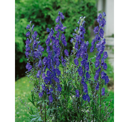 Aconitum napellus / Prilbica, K9