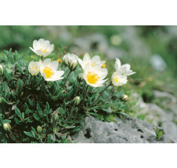 Dryas octopetala / Dryádka osemlupienková, K9