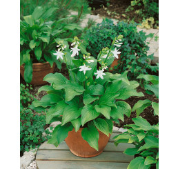 Hosta ´Royal Standard´ / Hosta / Funkia, C1