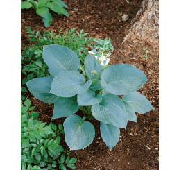 Hosta ´Bressingham Blue´ / Hosta / Funkia, K14