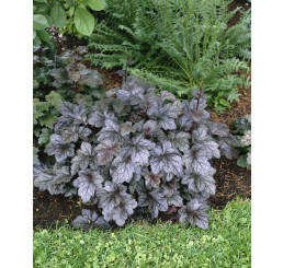 Heuchera ´Can Can´ / Heuchera, K9