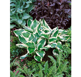 Hosta ´Patriot´ / Hosta / Funkia fialová, C1
